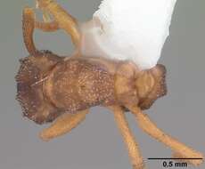 Cyphomyrmex minutus Mayr 1862的圖片