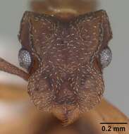 Cyphomyrmex minutus Mayr 1862的圖片