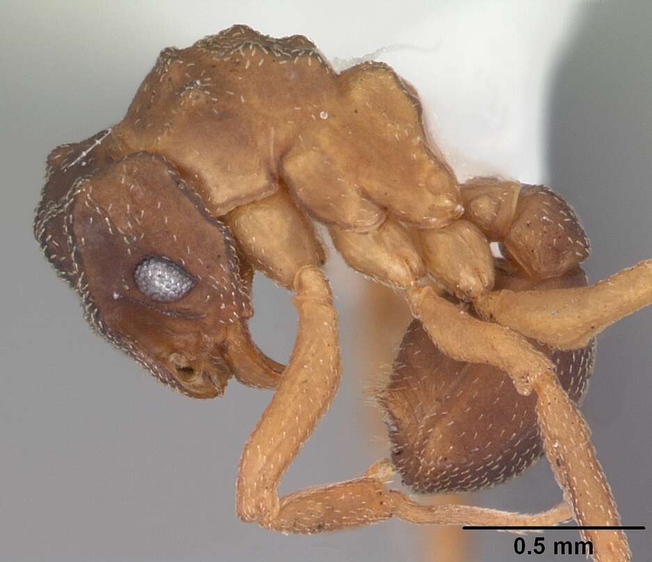 Cyphomyrmex minutus Mayr 1862的圖片