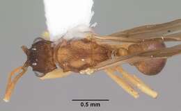 Cyphomyrmex minutus Mayr 1862的圖片