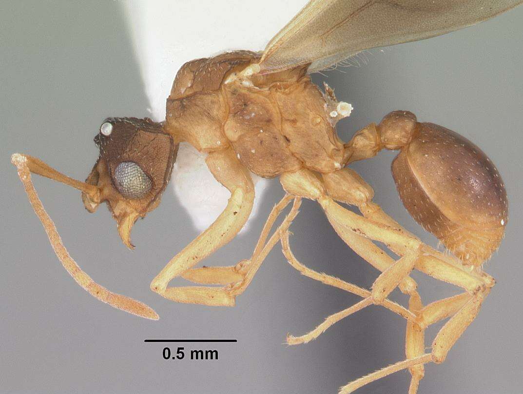 Cyphomyrmex minutus Mayr 1862的圖片