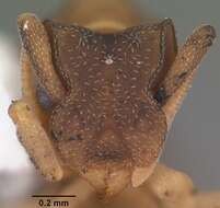 Cyphomyrmex minutus Mayr 1862的圖片