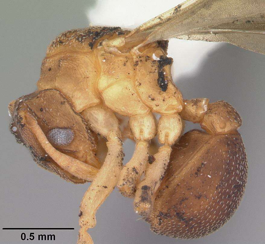 Cyphomyrmex minutus Mayr 1862的圖片