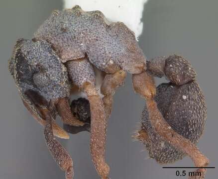 Imagem de Cyphomyrmex rimosus (Spinola 1851)