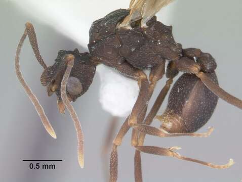 Imagem de Cyphomyrmex rimosus (Spinola 1851)