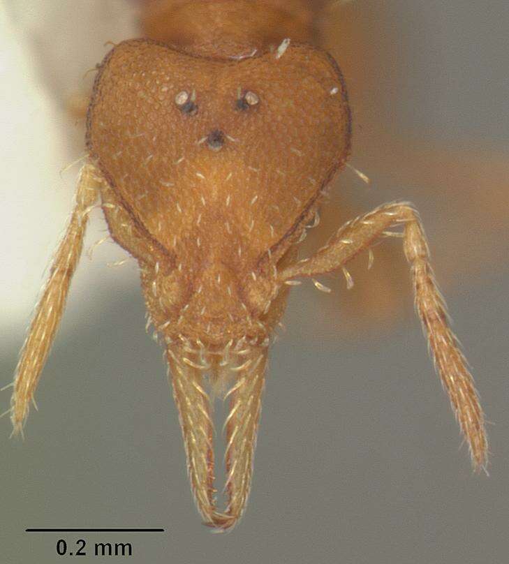 Image of Strumigenys eggersi