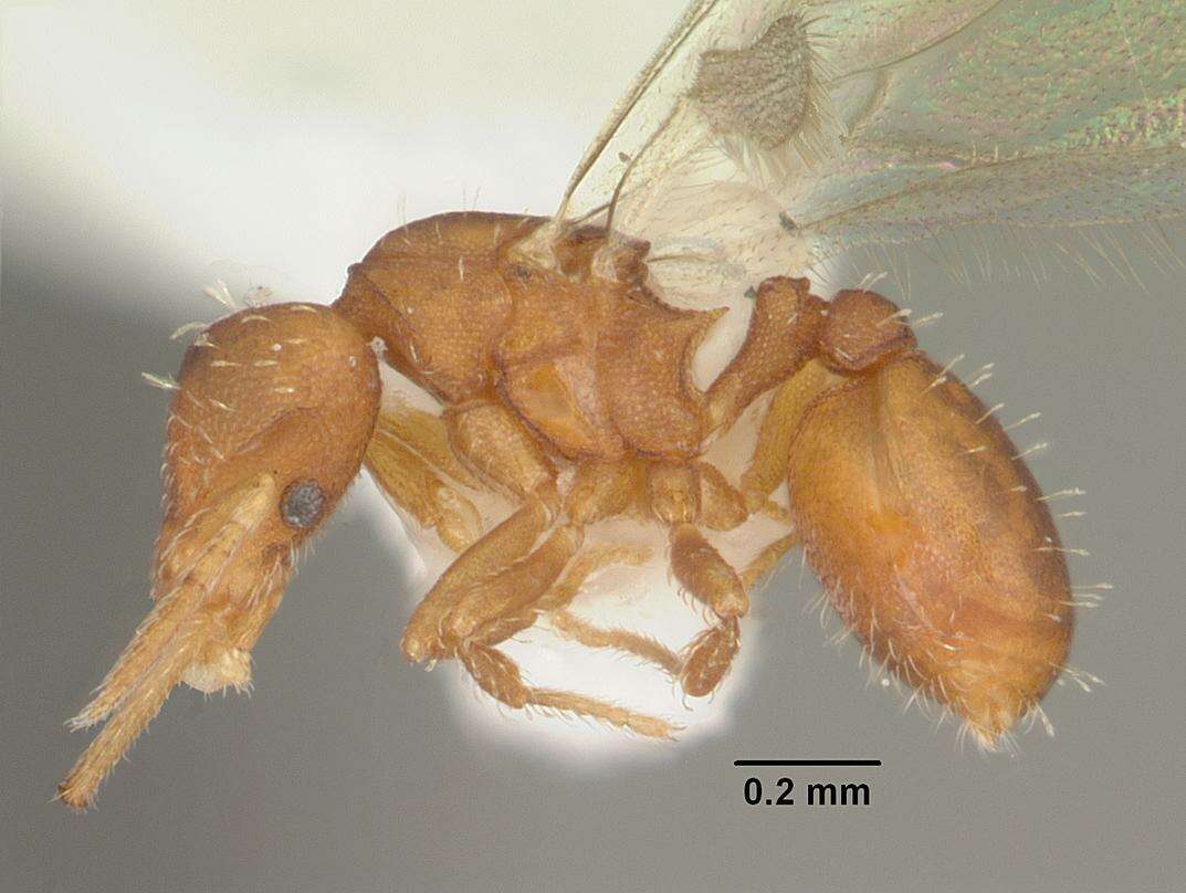 Image of Strumigenys eggersi
