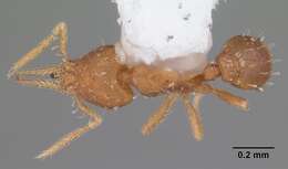 Image of Strumigenys eggersi