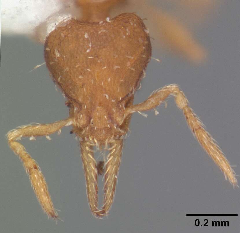 Image of Strumigenys eggersi