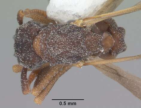 Imagem de Cyphomyrmex rimosus (Spinola 1851)