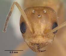 Image of Dorymyrmex bureni