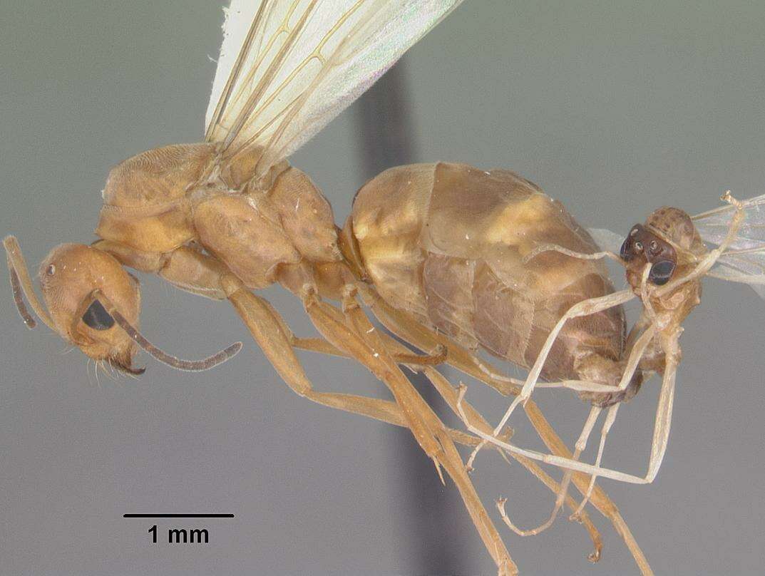 Image of Dorymyrmex bureni