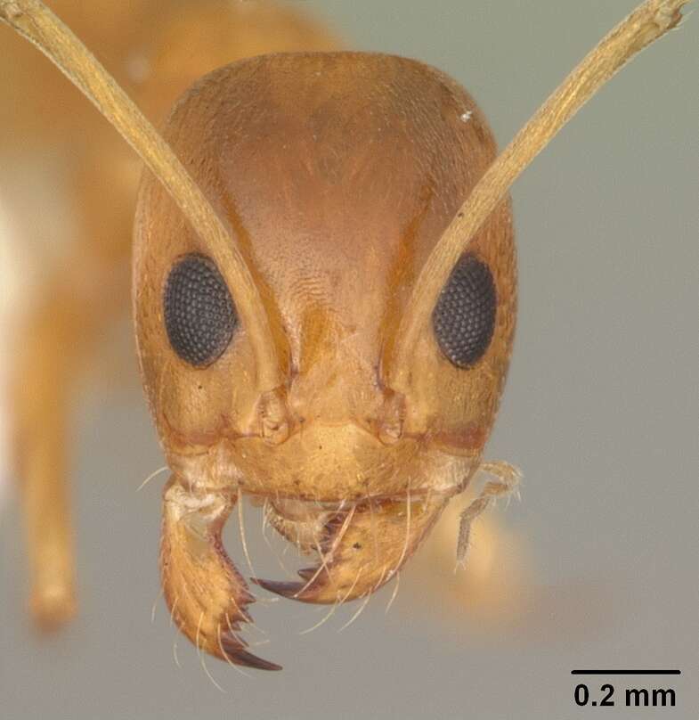 Image of Dorymyrmex bureni