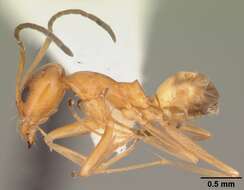 Image of Dorymyrmex bureni