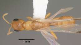 Image of Golden Twig Ant