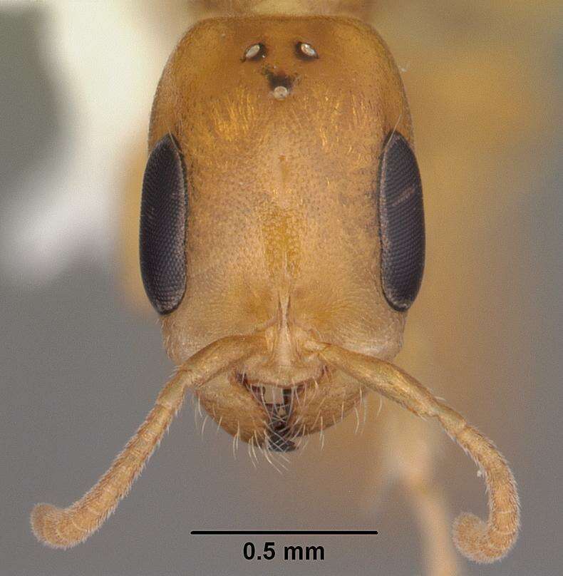 Image of Golden Twig Ant