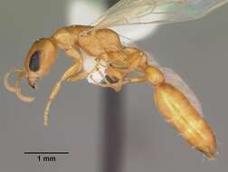 Image of Golden Twig Ant