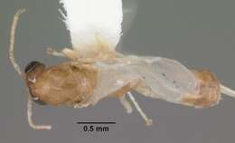 Dorymyrmex elegans (Trager 1988) resmi