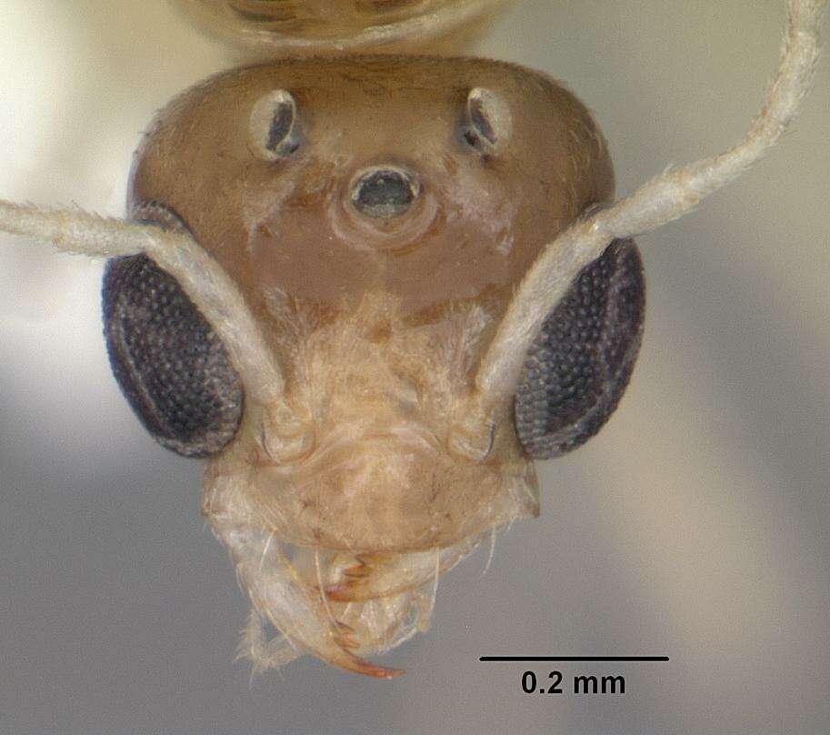 Dorymyrmex elegans (Trager 1988) resmi