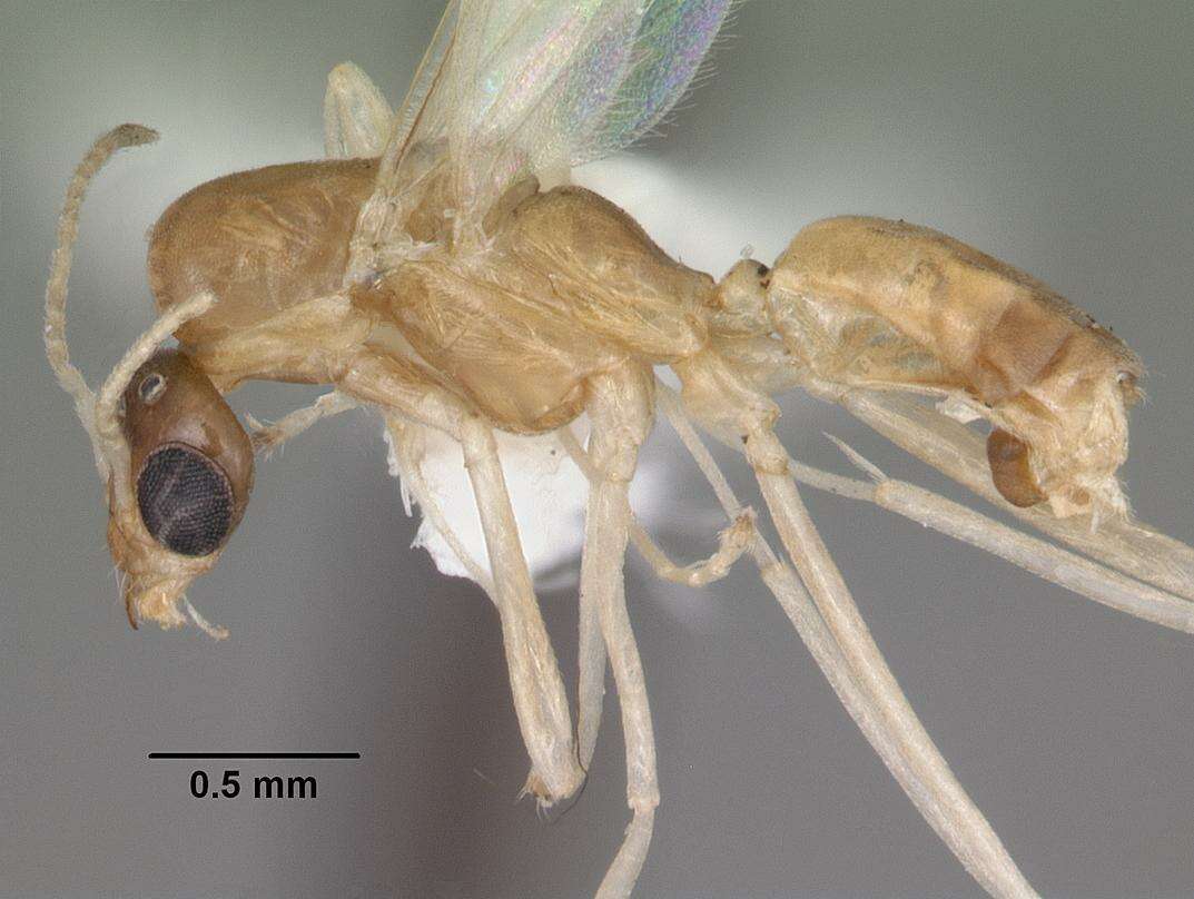 Dorymyrmex elegans (Trager 1988) resmi