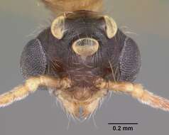 Image of Pheidole dentata Mayr 1886