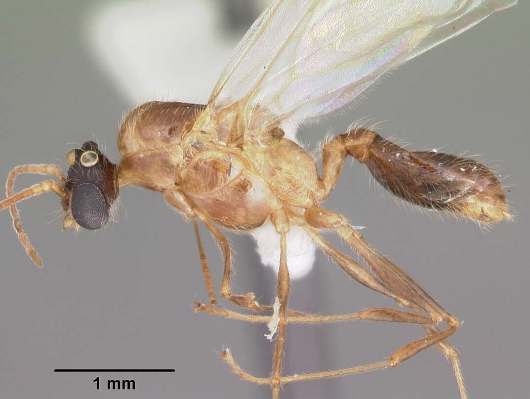 Image of Pheidole dentata Mayr 1886