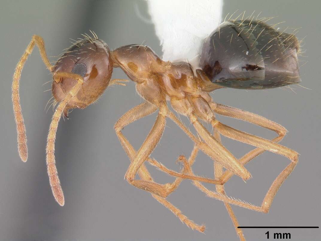 Image of False Honey Ants