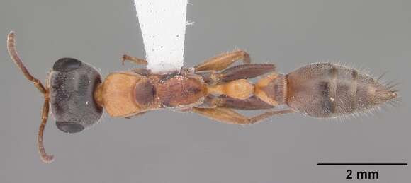 Image of Pseudomyrmex