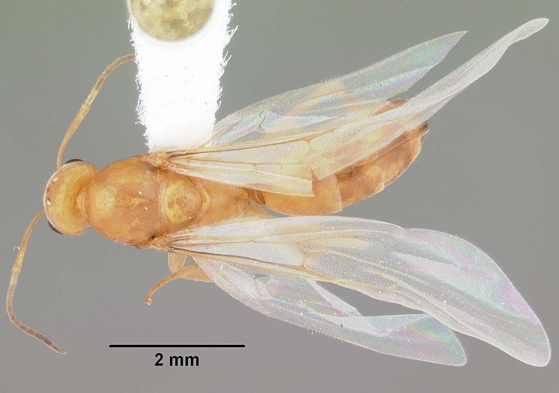 Dorymyrmex elegans (Trager 1988) resmi