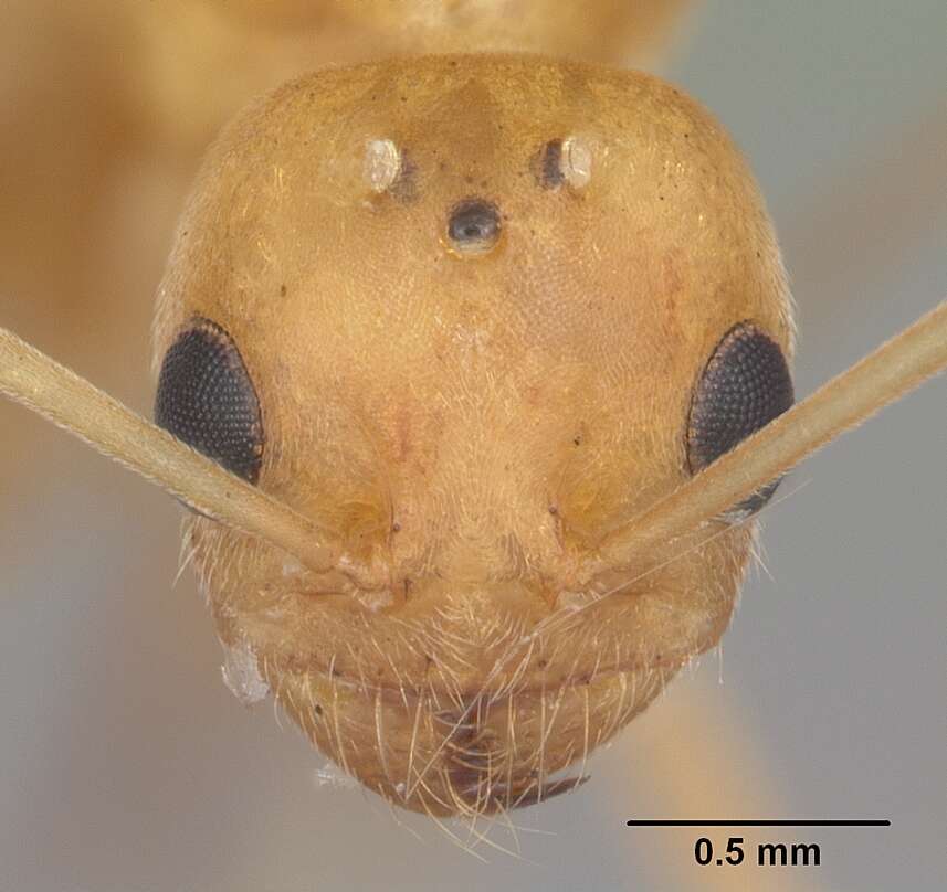 Dorymyrmex elegans (Trager 1988) resmi