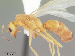 Dorymyrmex elegans (Trager 1988) resmi