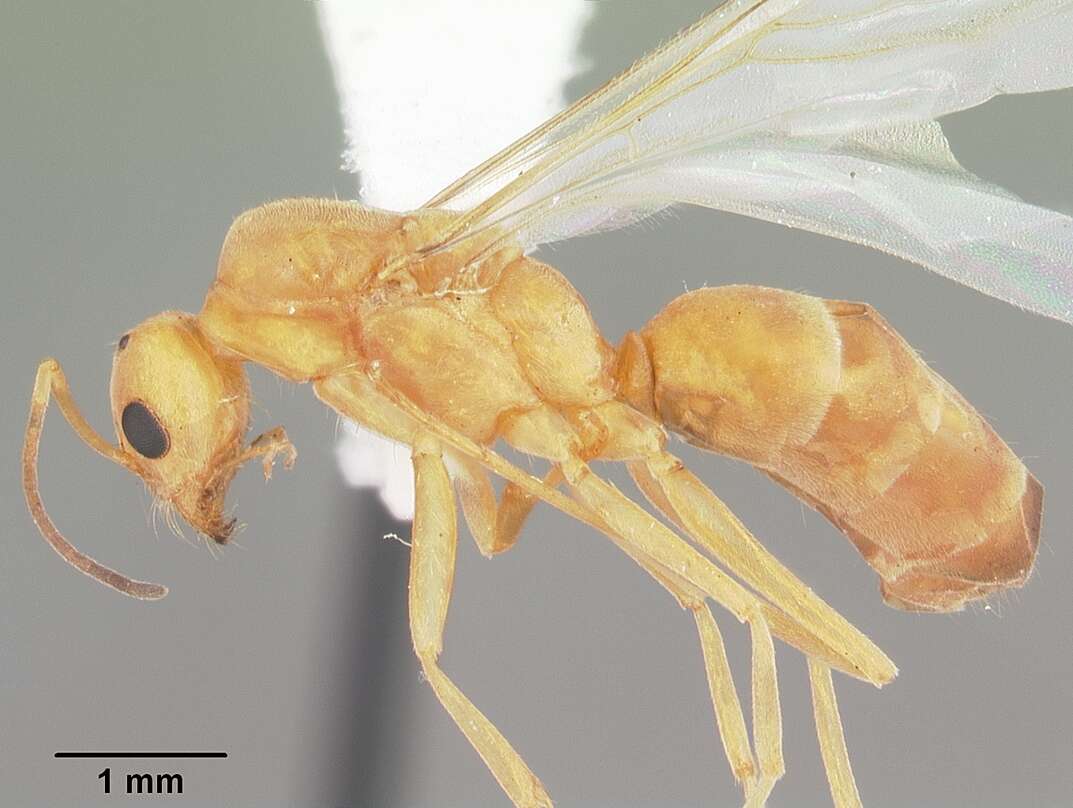 Dorymyrmex elegans (Trager 1988) resmi