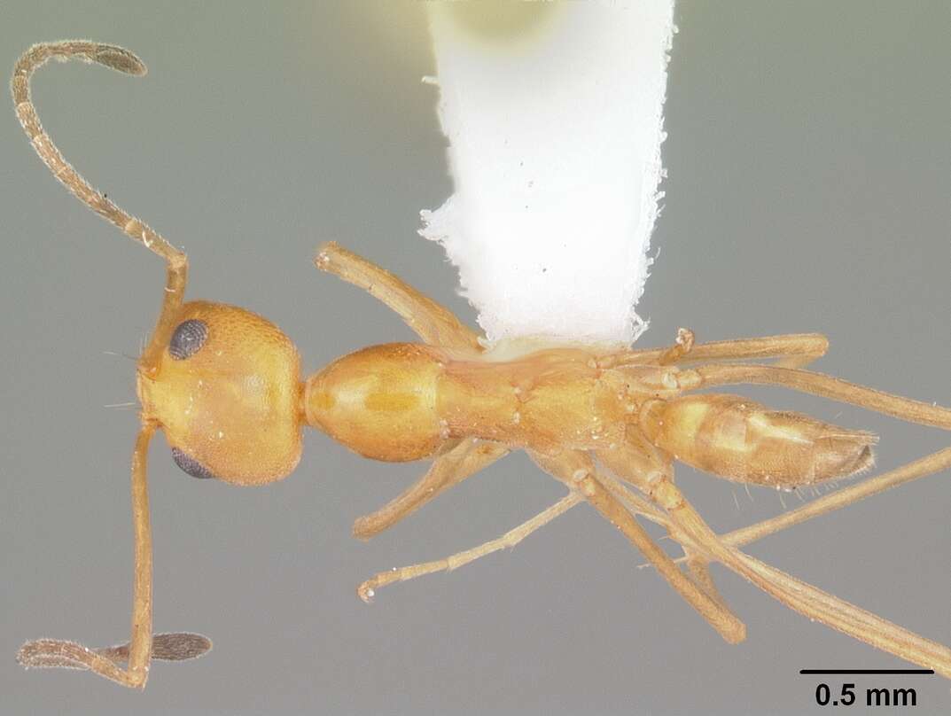 Dorymyrmex elegans (Trager 1988) resmi