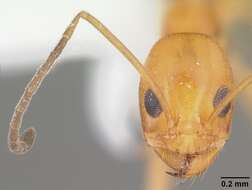 Dorymyrmex elegans (Trager 1988) resmi