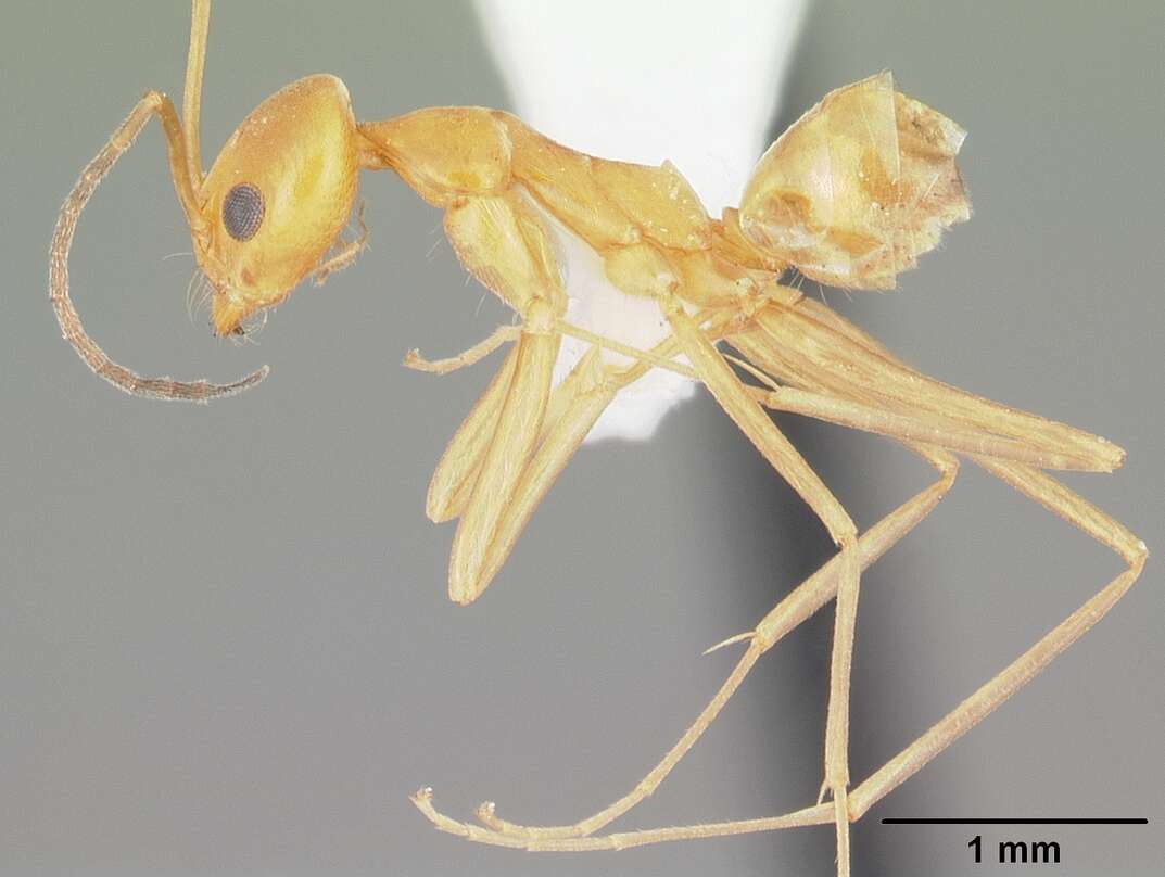 Dorymyrmex elegans (Trager 1988) resmi