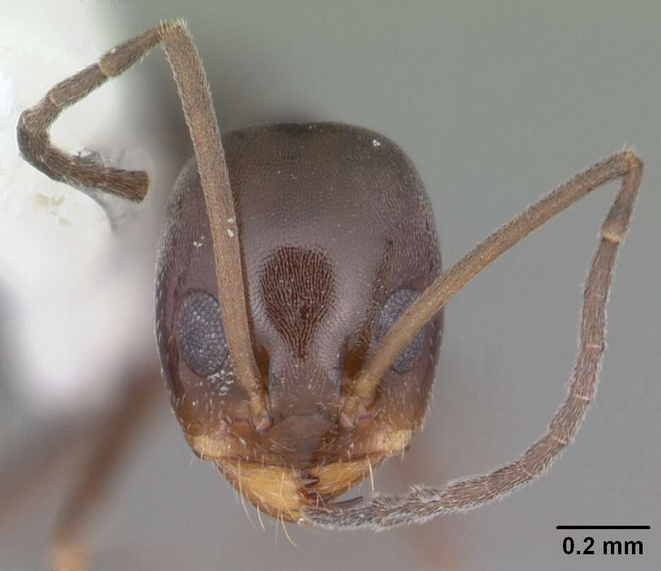 Image of Dorymyrmex grandulus (Forel 1922)