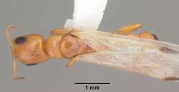 صورة Pseudomyrmex seminole Ward 1985