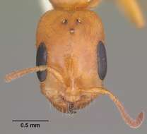 صورة Pseudomyrmex seminole Ward 1985