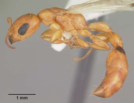 صورة Pseudomyrmex seminole Ward 1985