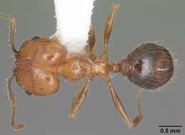 Image of Pheidole dentata Mayr 1886