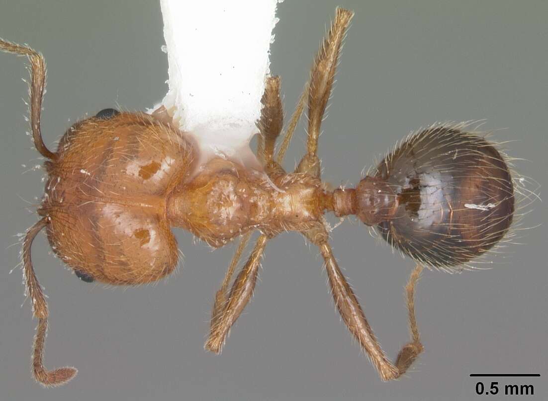 Image of Pheidole dentata Mayr 1886