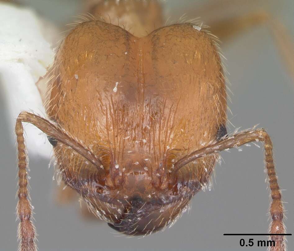 Image of Pheidole dentata Mayr 1886