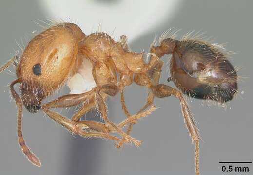 Image of Toothed Big-headed Ant
