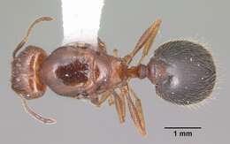 Image of Pheidole dentata Mayr 1886