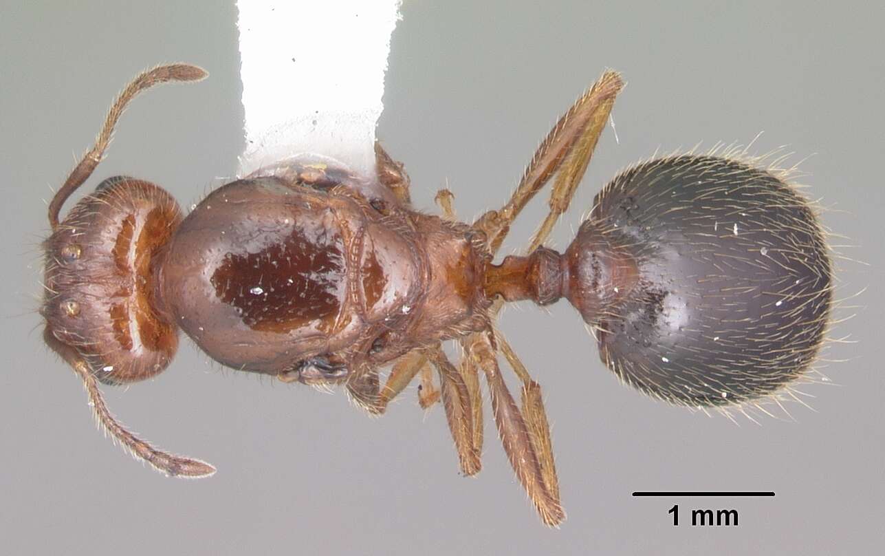 Image of Pheidole dentata Mayr 1886