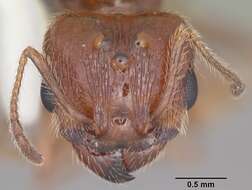 Image of Pheidole dentata Mayr 1886