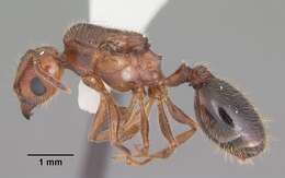 Image of Pheidole dentata Mayr 1886