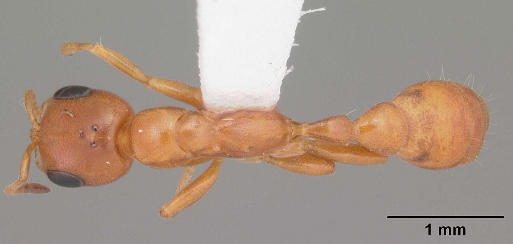 صورة Pseudomyrmex seminole Ward 1985