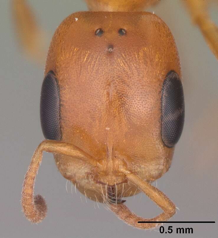 صورة Pseudomyrmex seminole Ward 1985