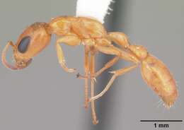 صورة Pseudomyrmex seminole Ward 1985